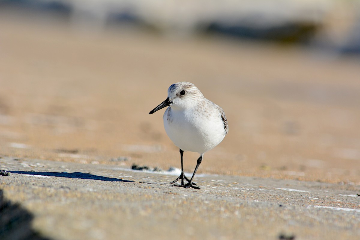 Sanderling - Paulo Narciso