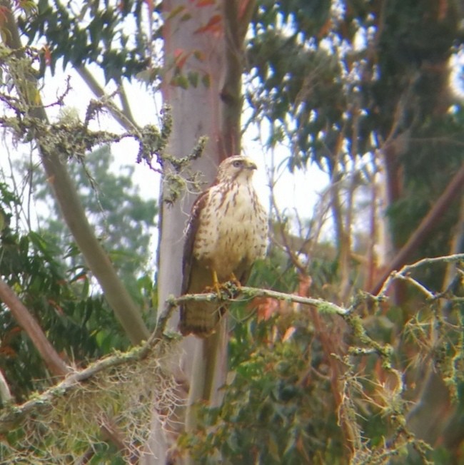 Broad-winged Hawk - ML296876681