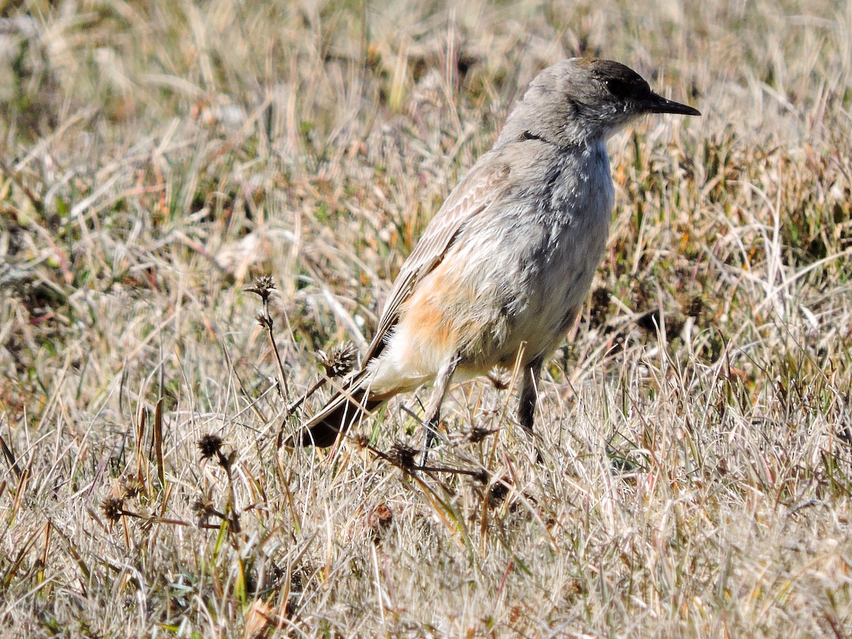 Cinnamon-bellied Ground-Tyrant - ML29687901