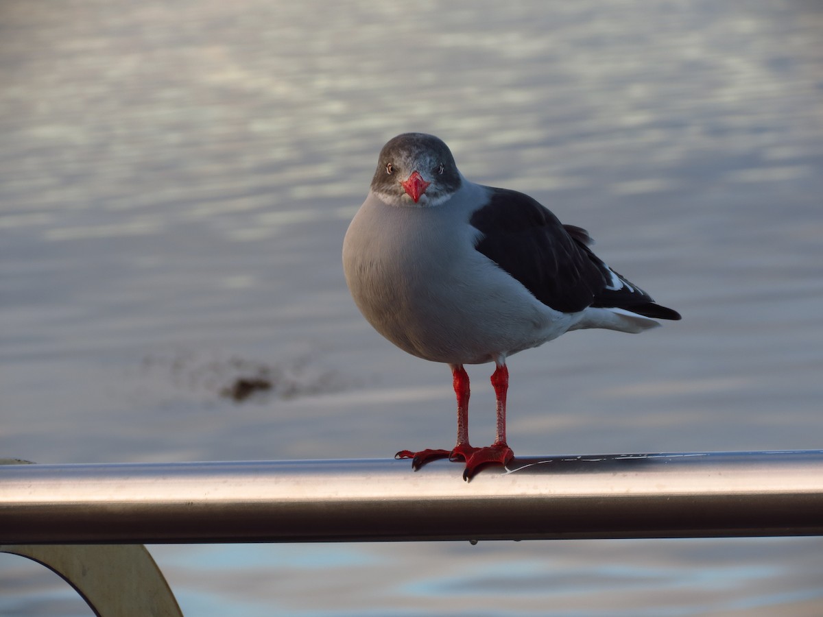 Dolphin Gull - ML296879921