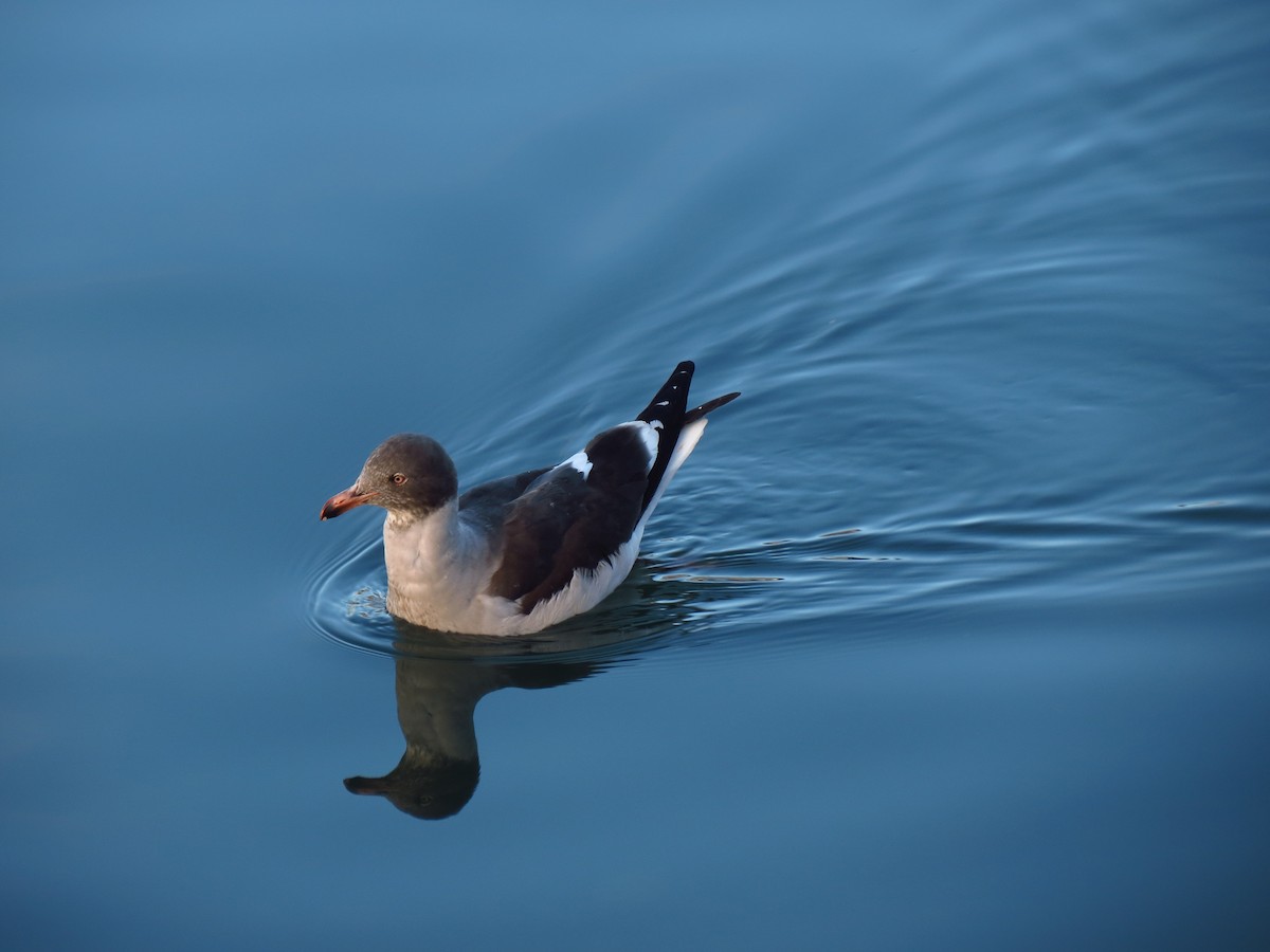 Dolphin Gull - ML296881271