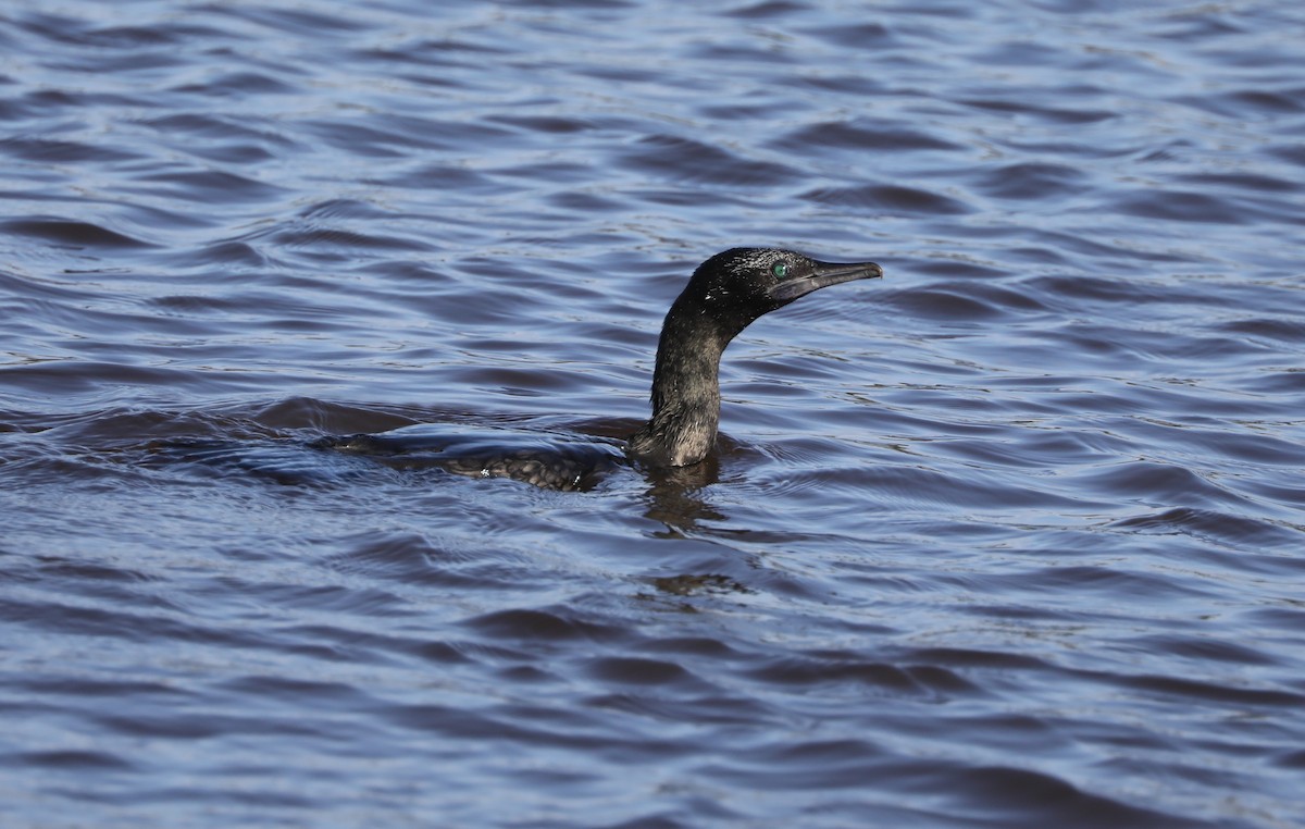 Little Black Cormorant - ML296881731