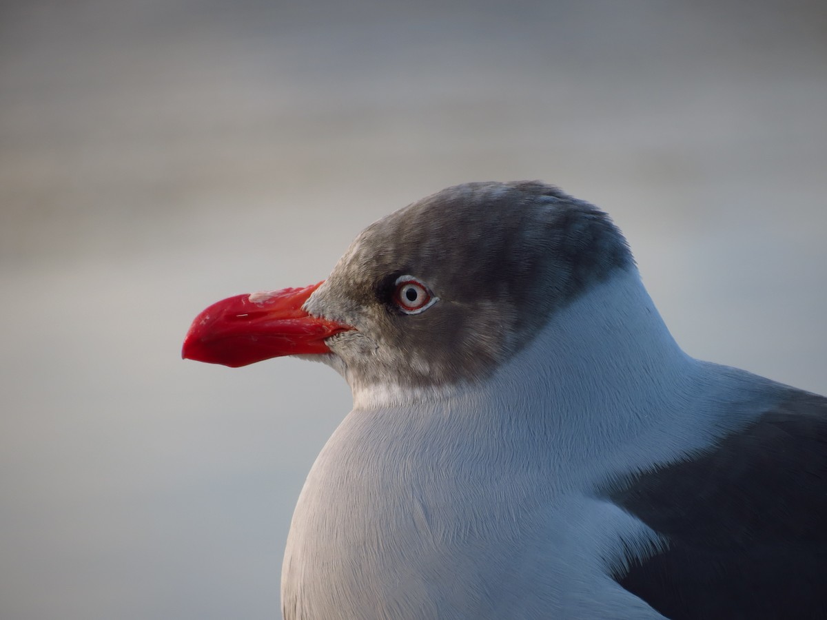 Dolphin Gull - ML296882461