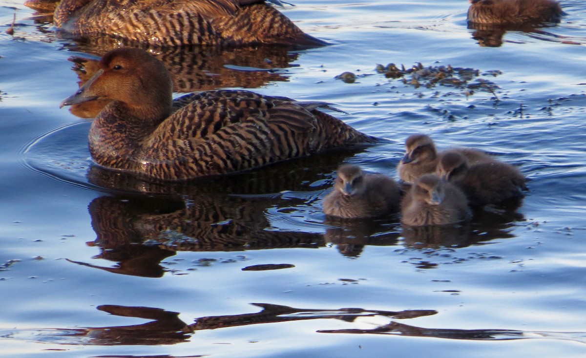 Eider arrunta - ML29688251