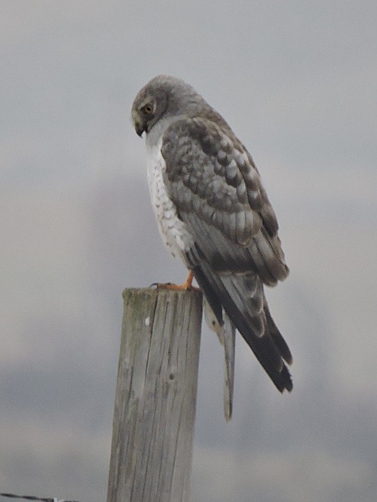 Northern Harrier - ML296885211