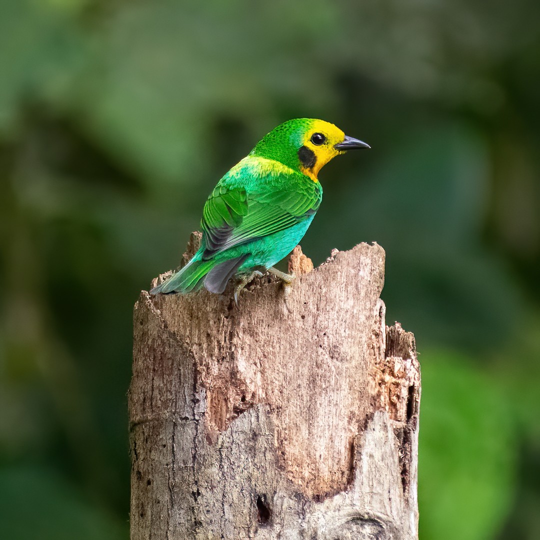 Multicolored Tanager - ML296886561