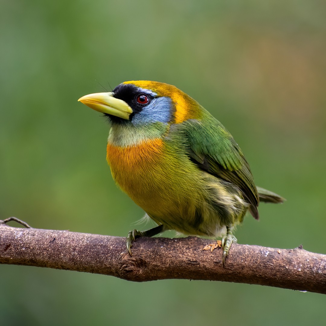 Red-headed Barbet - ML296886731