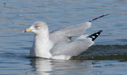 Ring-billed Gull - ML296887821