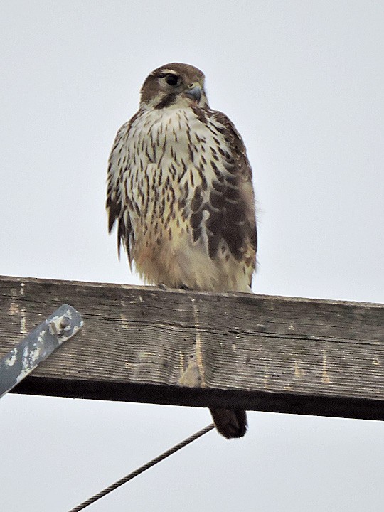 Prairie Falcon - ML296887941