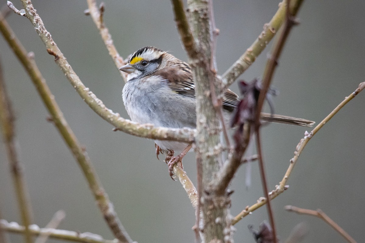 White-throated Sparrow - ML296889571