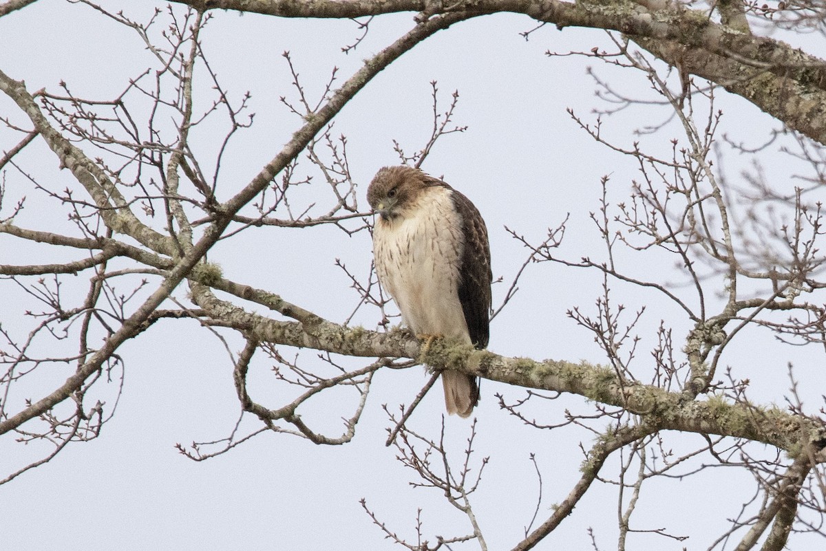 Red-tailed Hawk - ML296890031