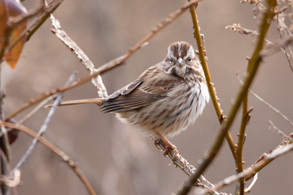 Song Sparrow - Kent Fiala