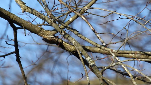 Brown Creeper (americana/nigrescens) - ML296893181