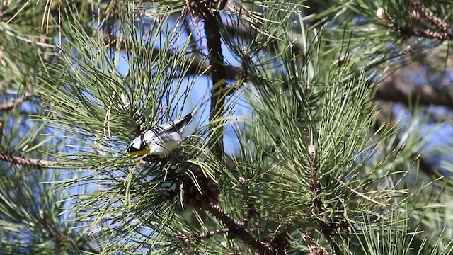 Yellow-throated Warbler - ML296894391