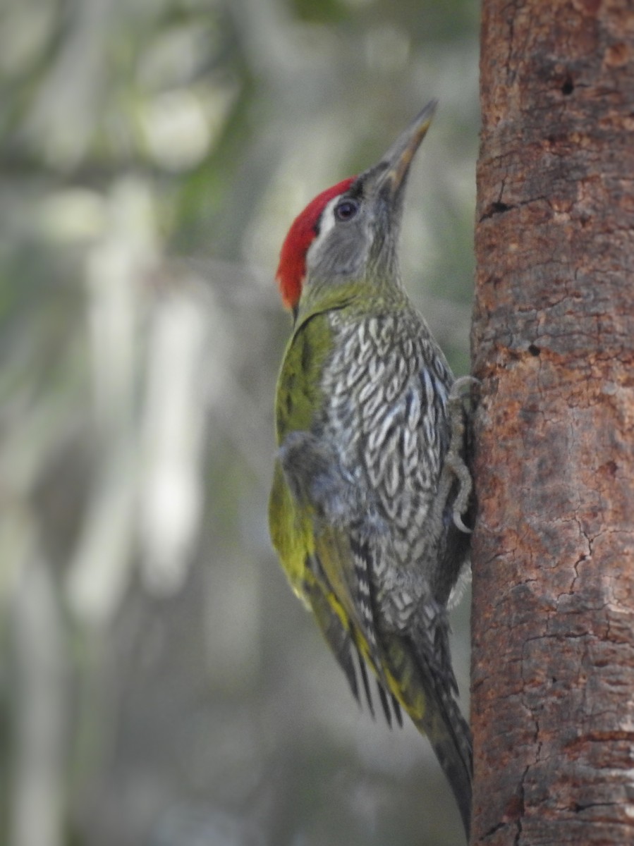 Streak-throated Woodpecker - Kalyani Kapdi