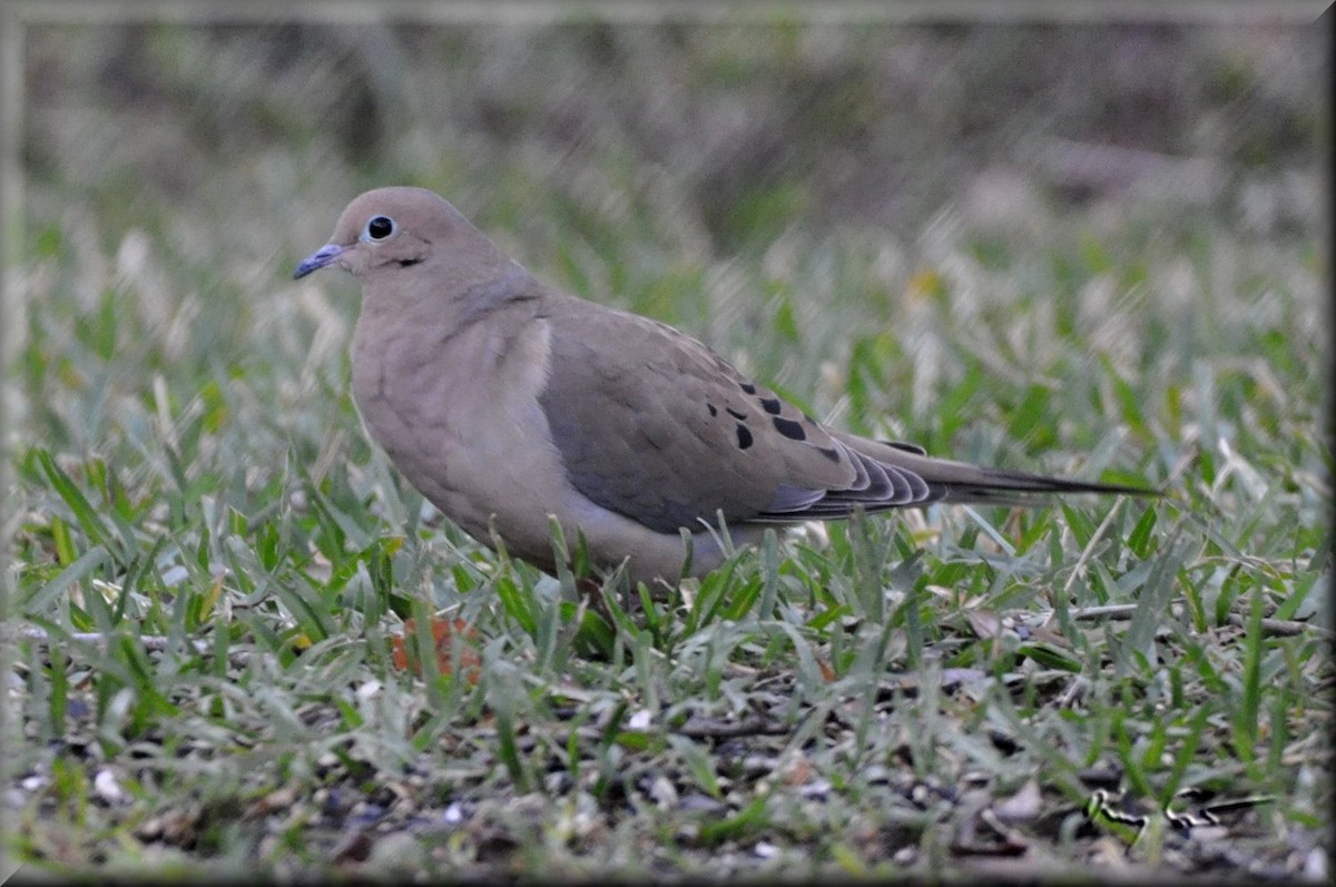Mourning Dove - Kevin Smith