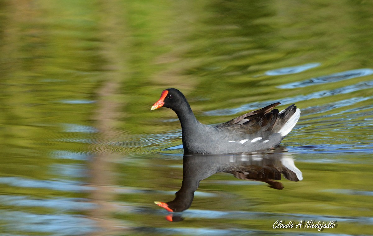 Common Gallinule - ML296896011