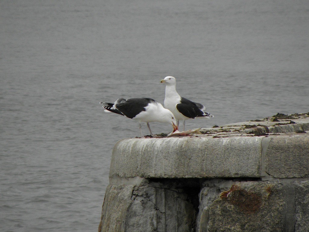 Great Black-backed Gull - ML29689681