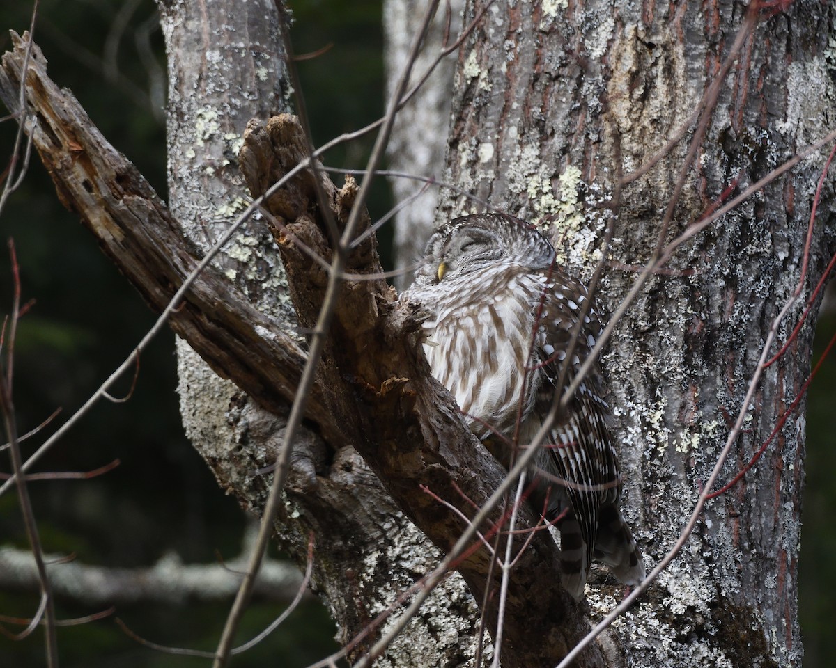 Barred Owl - Dorrie Holmes