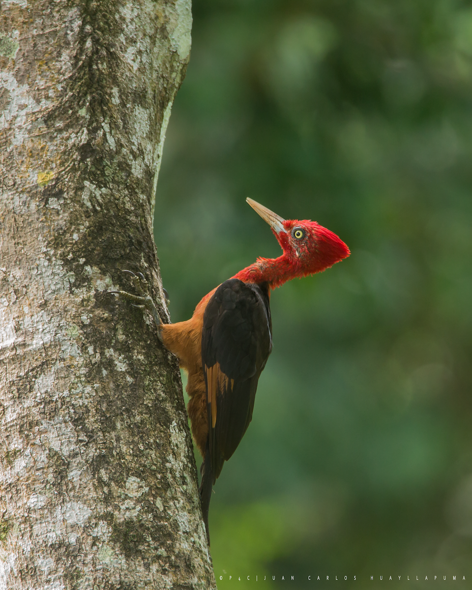 Red-necked Woodpecker - ML296898081