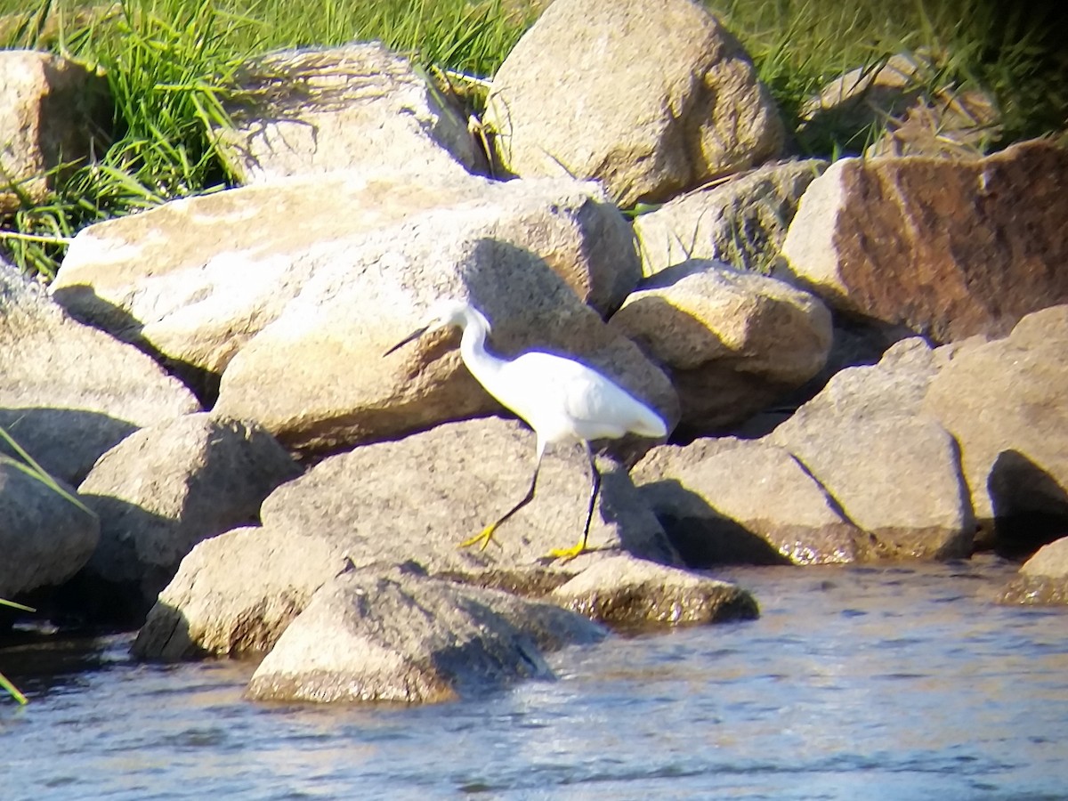 Snowy Egret - ML29689951