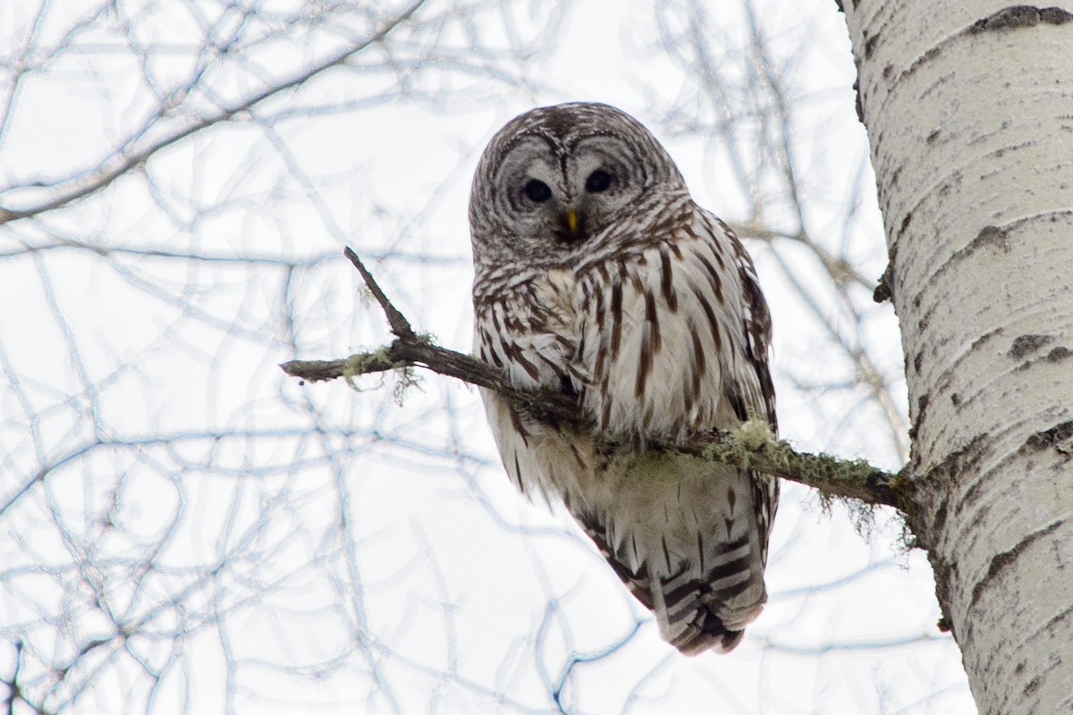 Barred Owl - Vicki St Germaine