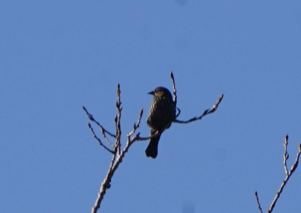 Red-winged Blackbird - ML296903001