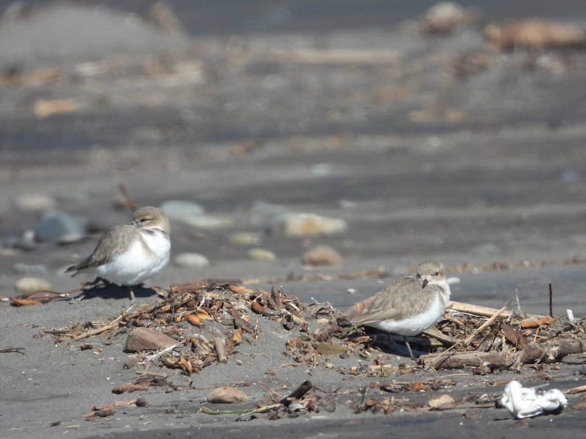 Two-banded Plover - ML296904011