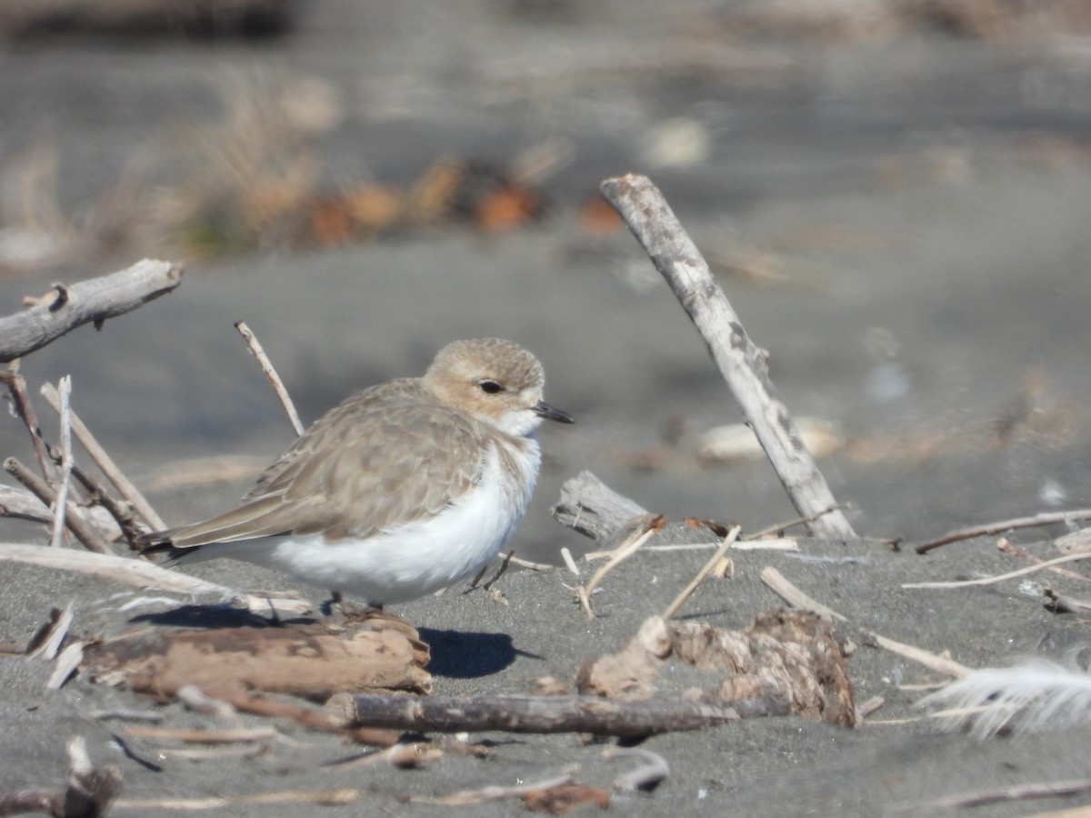 Two-banded Plover - ML296904021