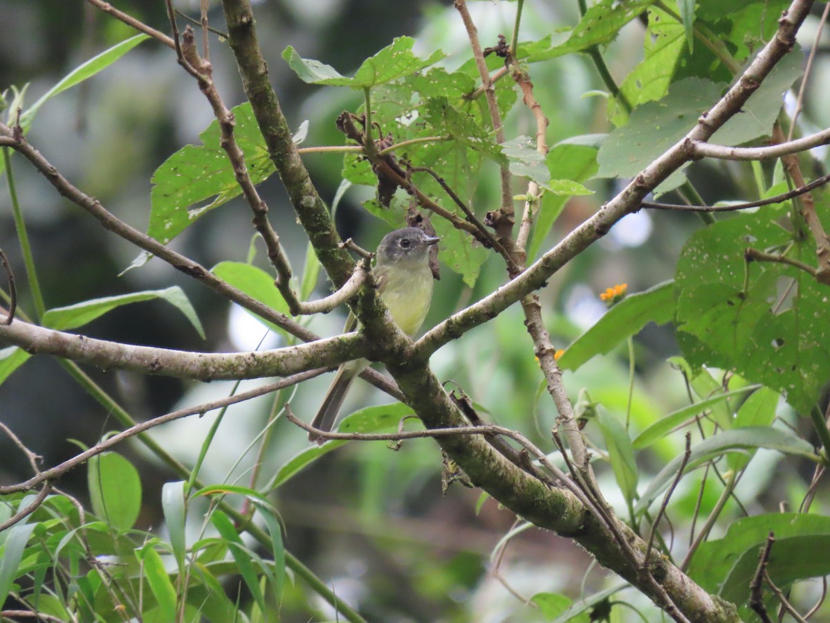 Slaty-capped Flycatcher - Nestor Javier Orozco Clavijo