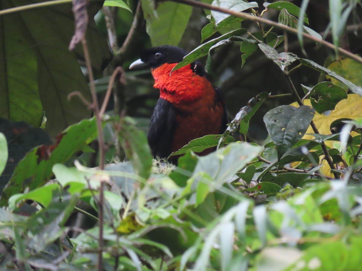 Red-ruffed Fruitcrow - ML296904731