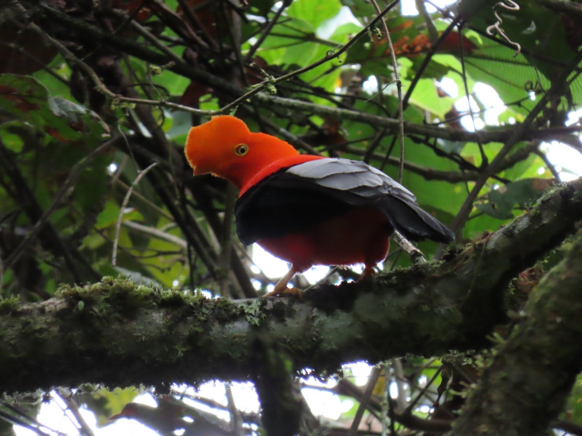 Andean Cock-of-the-rock - ML296904771