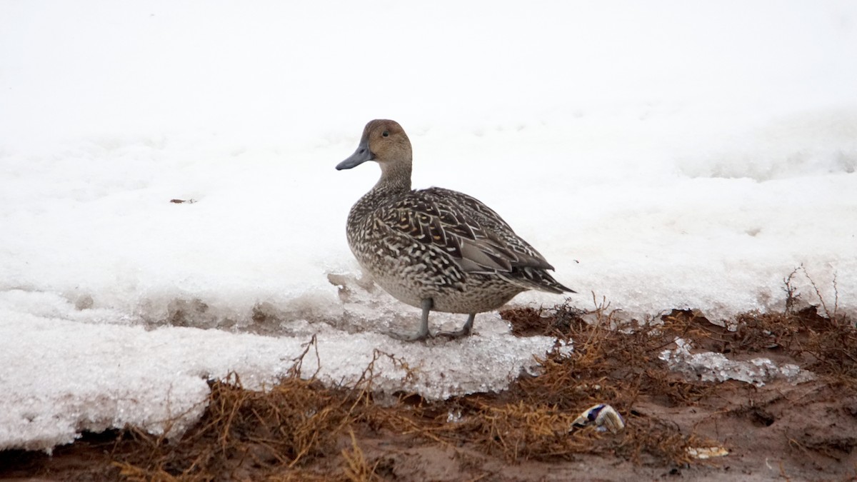 Northern Pintail - ML296904791