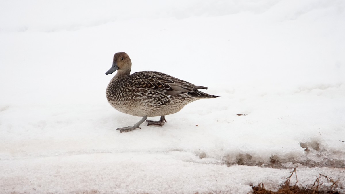 Northern Pintail - ML296904801