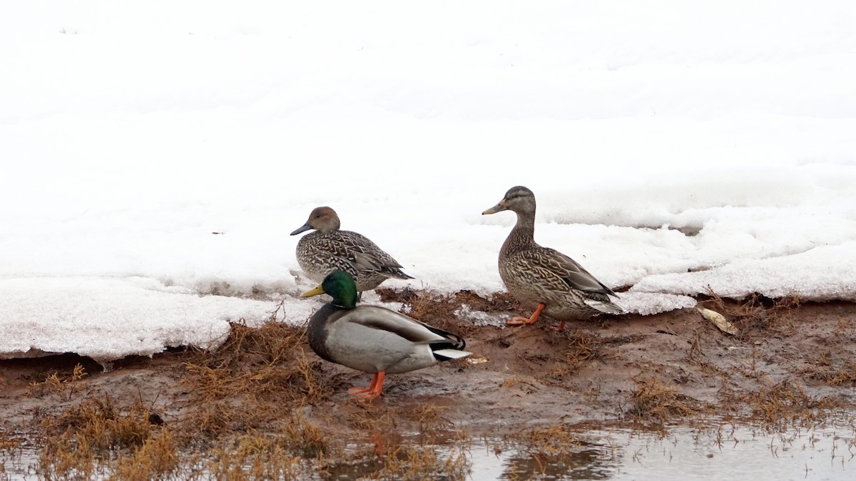 Northern Pintail - ML296904831