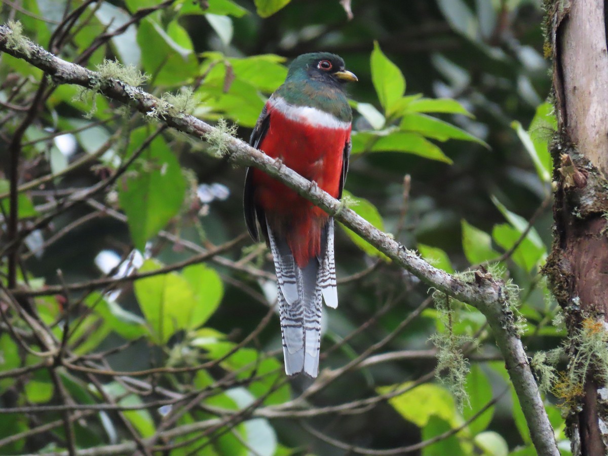 Collared Trogon - ML296905451