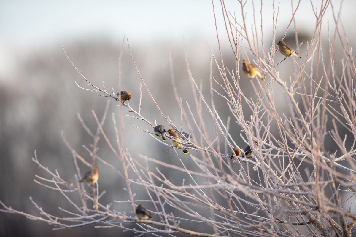 Cedar Waxwing - ML296905541