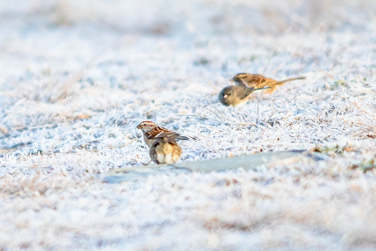 American Tree Sparrow - ML296905791