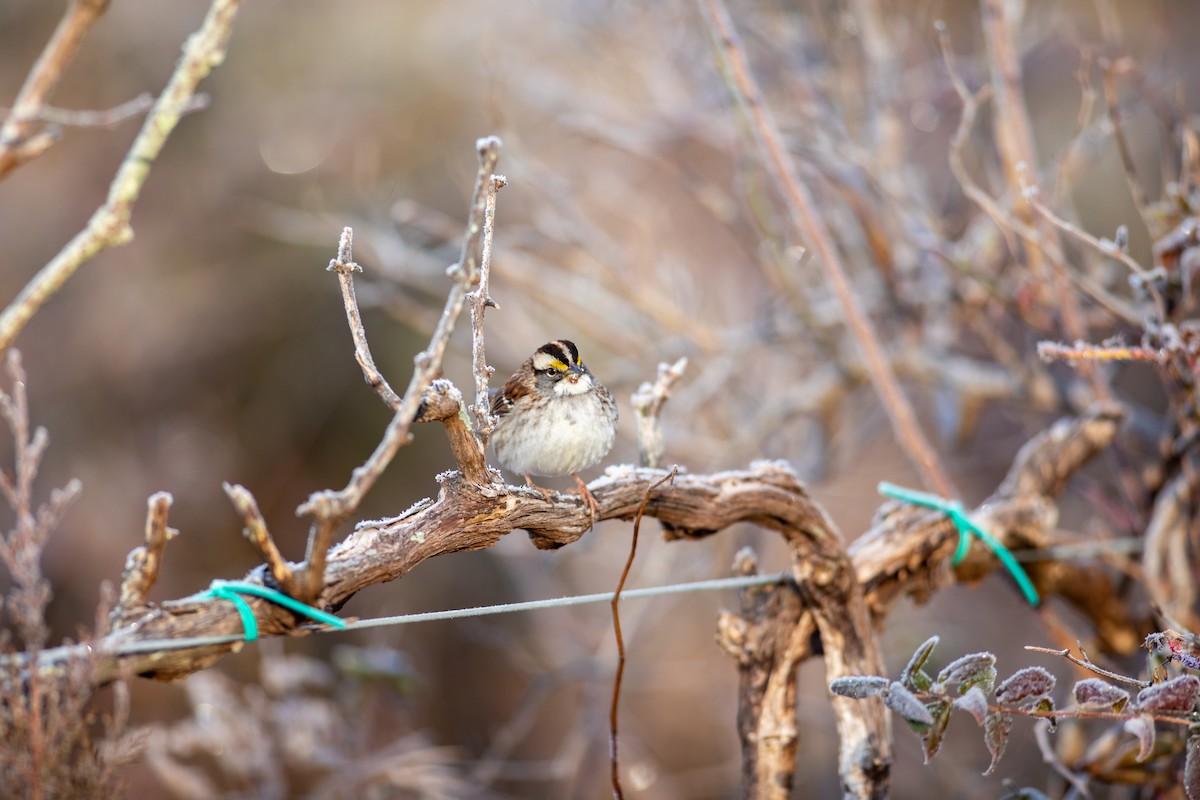 White-throated Sparrow - ML296905921