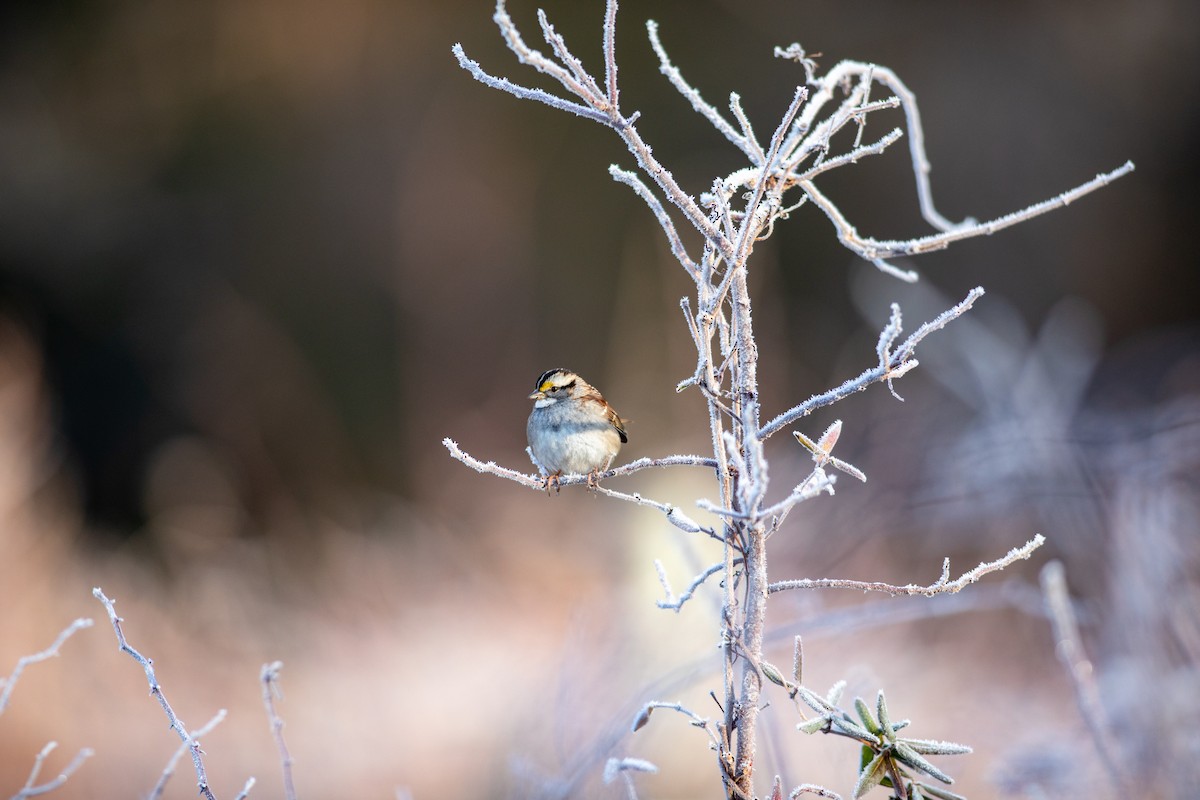 White-throated Sparrow - ML296905931