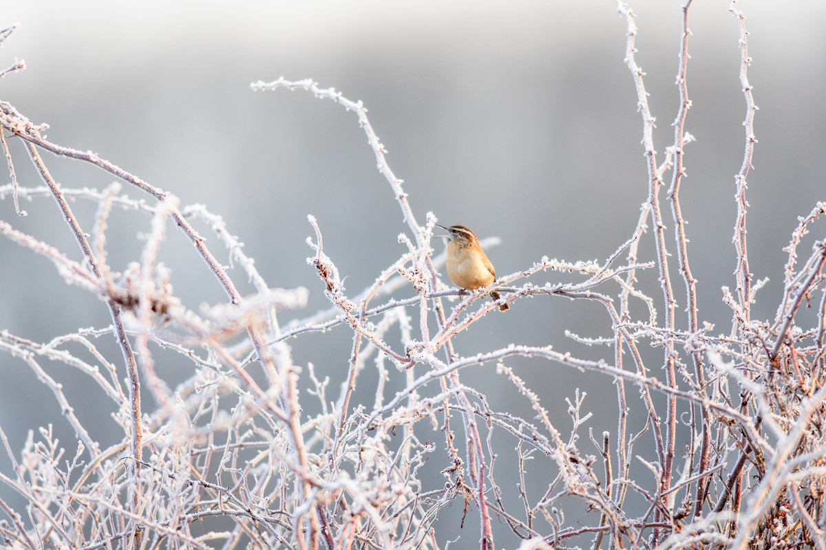 Carolina Wren - ML296906291