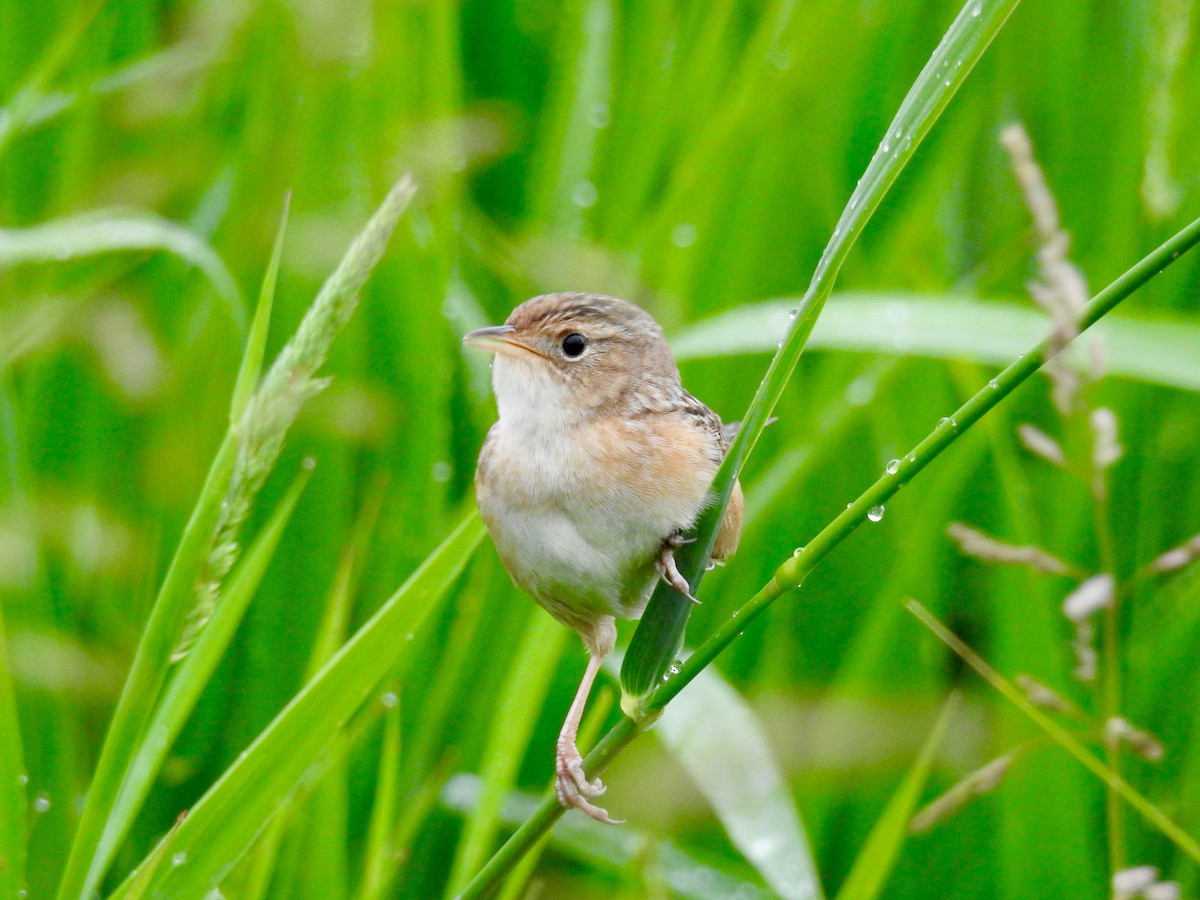 Sedge Wren - Joe Coppock