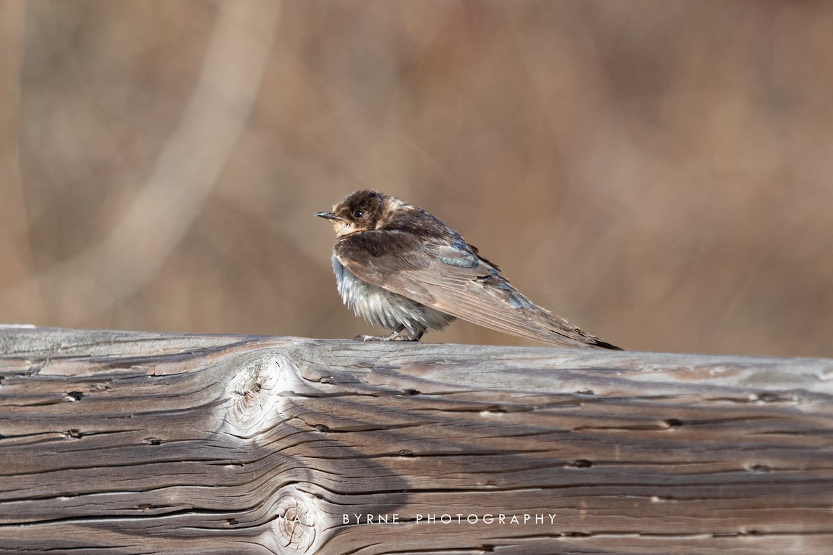 Barn Swallow - Mark Byrne