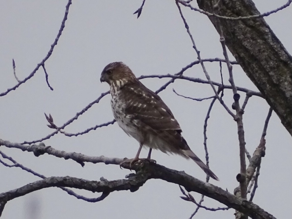 Cooper's Hawk - ML296917201