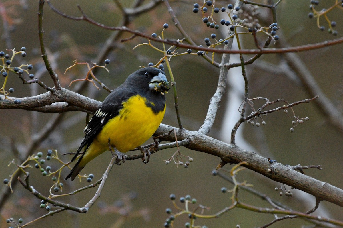 Spot-winged Grosbeak - ML296917531