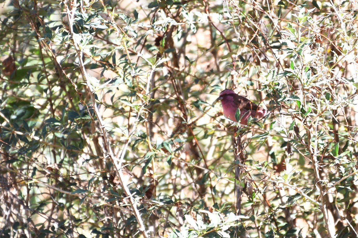 Pink-browed Rosefinch - ML296917711