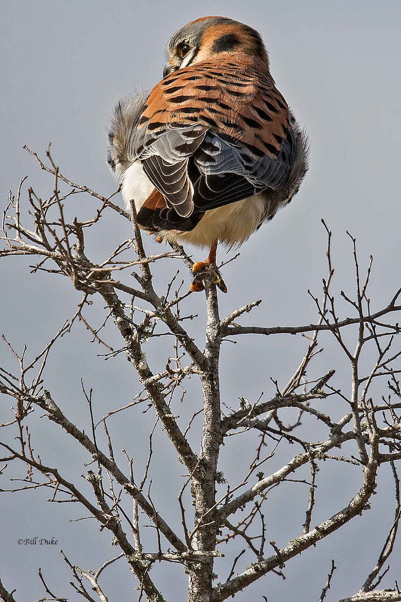 American Kestrel - ML296919621