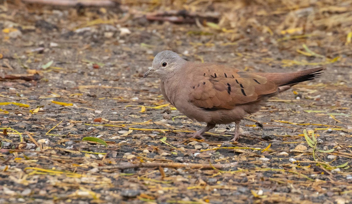 Ruddy Ground Dove - Hannah Willars 🦆