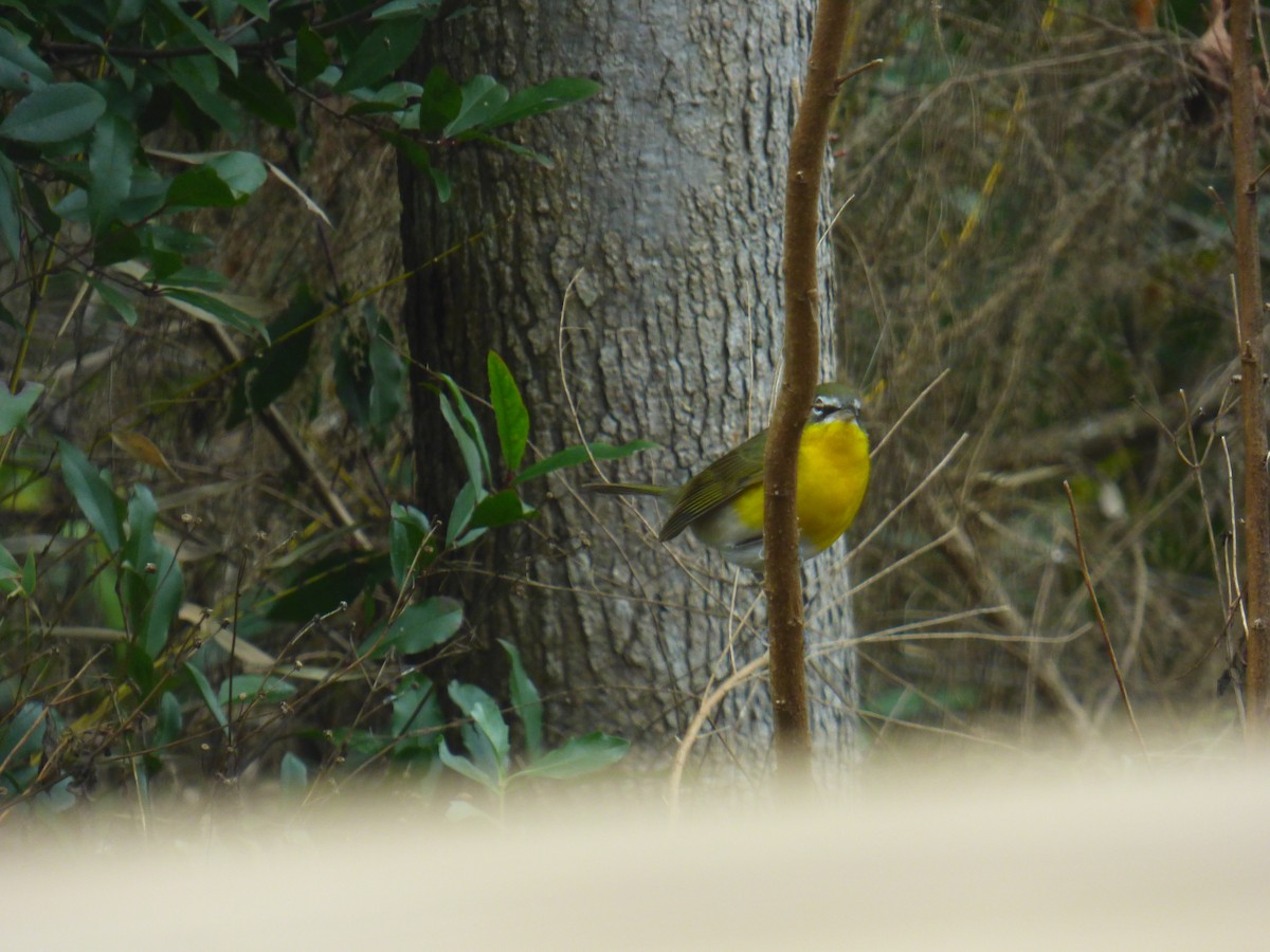 Yellow-breasted Chat - ML296921441
