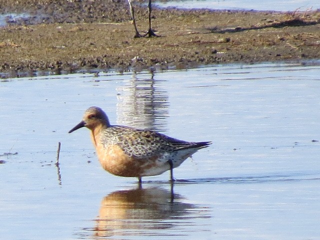 Red Knot - Saravana Moorthy